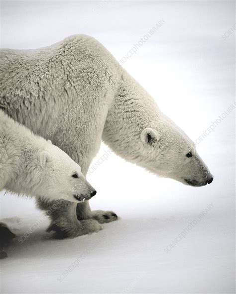 Polar Bears Stock Image C0089352 Science Photo Library