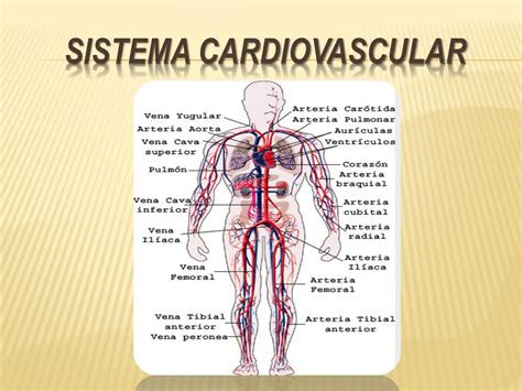 Estructura Del Sistema Cardiovascular
