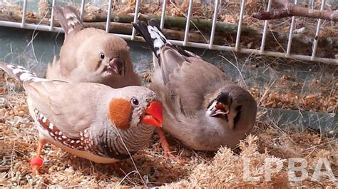 Baby Zebra Finch Care Zebra Finch Baby Zebra Pet Birds