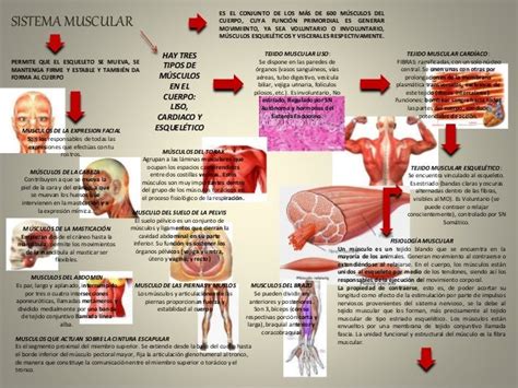 Best Mapa Conceptual De Sistema Muscular Simple Mapa