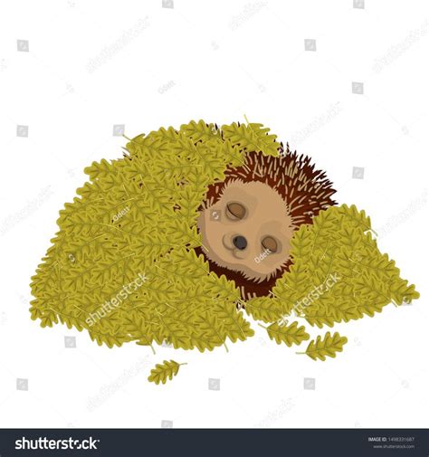 Hedgehog Sleeps Under A Layer Of Leavescute Forest Animal Winter