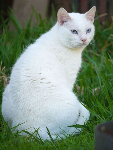 The root cause of in the cochlea lies the sense of hearing of mammals. From a customer: "Our beautiful white cat. He has ice blue ...