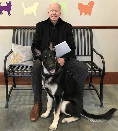 Biden's german shepherds, including the first shelter pup. Joe Biden to make biggest change to the White House - and you'll find it adorable | HELLO!