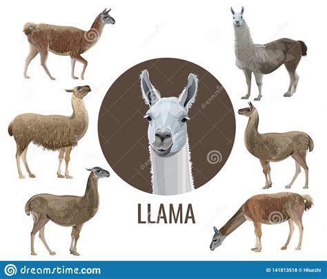 Set Of Vector Llamas Stock Vector Illustration Of Muzzle 141813518