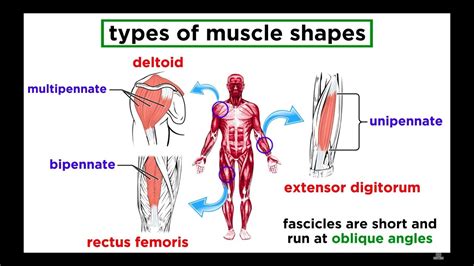 Es posible crear masa muscular en cetosis