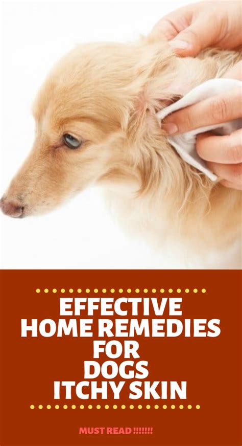 Home Remedies For Dogs Itchy Skin Fast Itch Relief If Your Dog Is