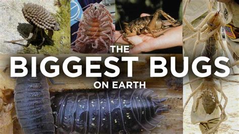 The 19 Biggest Bugs In The World