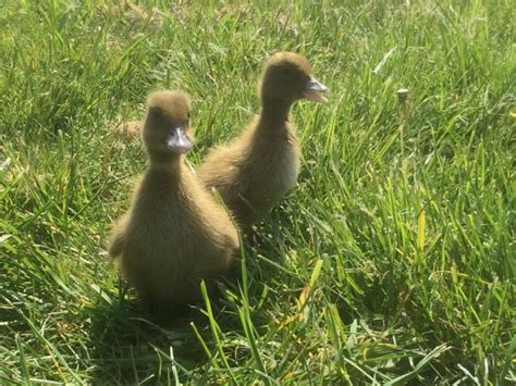Female Khaki Campbell Ducklings For Sale In Banbury Oxfordshire Preloved