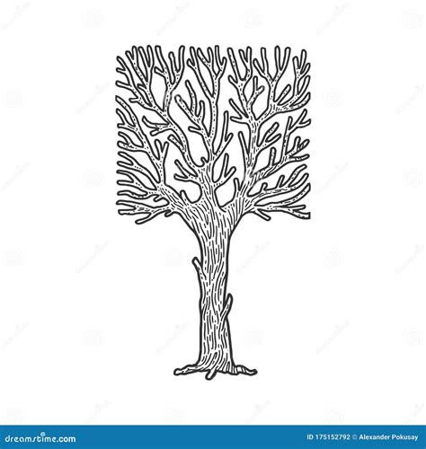 Square Crown Tree Sketch Vector Illustration Stock Vector