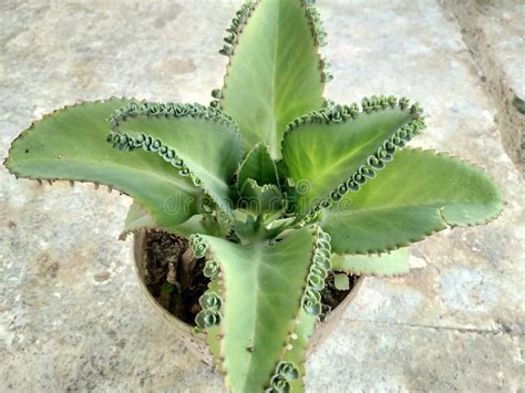 Ornamental Plant Cocor Bebek Or Kalanchoe Pinnata Growing In A Pot