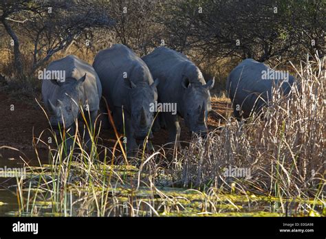 Cuatro Rinocerontes Blancos En Un Abrevadero Potable Polokwane Game