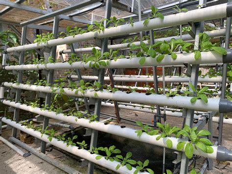 Hydroponics And Aquaponics Gardening Without Soil