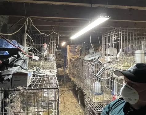 Florida Woman Arrested After 309 Animals Seized From Her Mobile Home