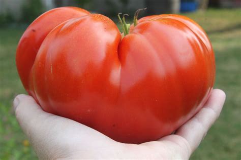 How To Grow Huge Tomatoes 3 Tomatoes Varieties That Grow Big