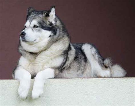 The purpose of breeding an alaskan husky is to create the best working dog possible, so the bloodlines will depend on the specific purpose the alaskan husky will be used for. Alaskan Malamute Vs Siberian Husky: The Important ...