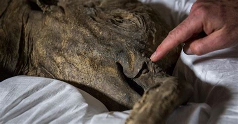 Scientists Revive Cells Of Woolly Mammoth That Died 28000 Years Ago