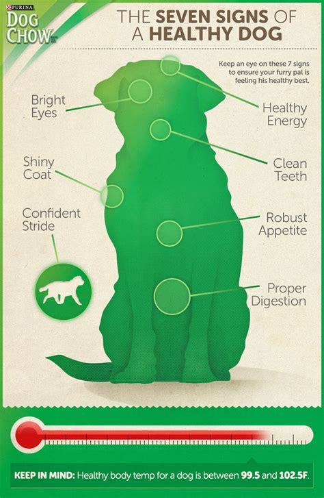 The Seven Signs Of A Healthy Dog Healthy Dogs Pets Dog Care