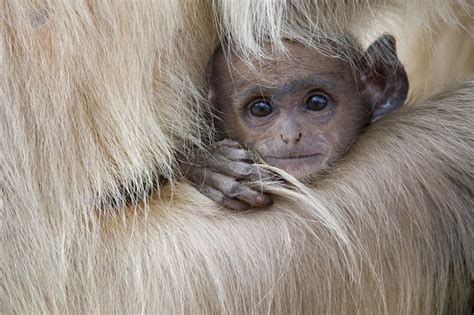 Baby Langur Monkey Photography Natural Wonders Art Photography