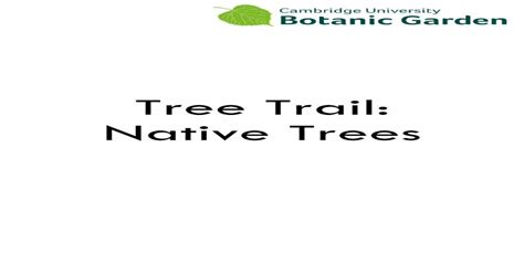 Tree Trail Native Treesages On The One Tree Scots Pine Is An