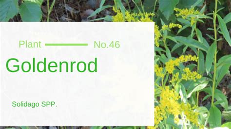 Goldenrod Solidago Spp Edible And Medicinal Uses Of The Allerbgone Of