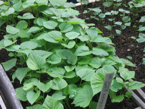 All Stages Of Growing Sweet Potatoes Sustainable Market Farming