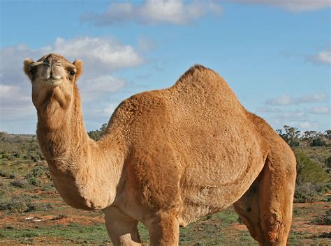 The llama, alpaca, and vicua, of south america, belong to a related genus (auchenia). Finding Israel's First Camels - HeritageDaily - Heritage ...
