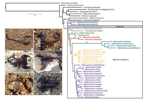 The Scorpion Files Newsblog On The Phylogeny Of Diplocentrid Scorpions