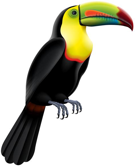 Toucan Bird Cartoon Cute Toucan Bird Cartoon Royalty Free Vector Image