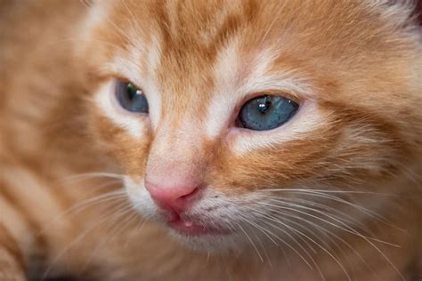 Can An Orange Cat Have Blue Eyes Heres The Answer