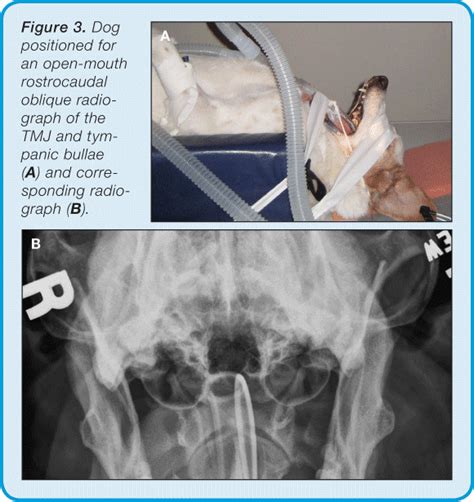 Radiography Of The Small Animal Skull Temporomandibular Joints