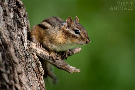 Chipmunk Vs Squirrel 7 Key Differences Explained