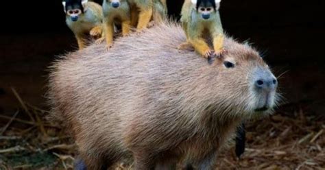 Capybara Giving Monkeys A Lift Nature Beauty Science And The Good