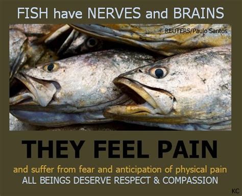 Fish Are Intelligent And Feel Pain Pamelyn