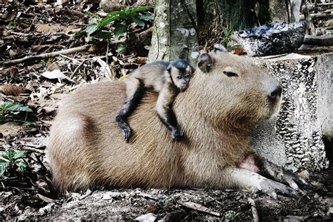 Capybara And Monkey Unlikely Animal Friends Animals Friends Cute