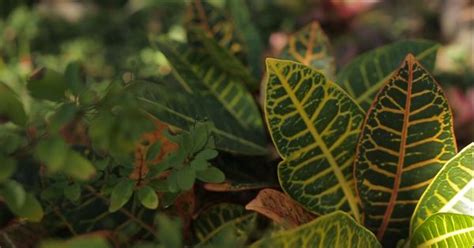 As a rule, native plants attract native bees and exotic plants attract honeybees. Florida-friendly plant http://www.tampabaywaterwise.org ...