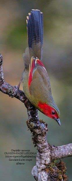 Learn bird names in english through pictures and video to expand your vocabulary. 17+ Images Of Sikkim Animals Images With Name - Anilmals Image