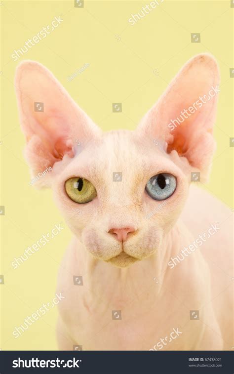 Munchkin Cross Sphynx Bambino Cat Stock Photo 67438021 Shutterstock