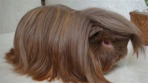 10 Guinea Pigs With The Most Majestic Hair Ever Photos Page 4 Of 6