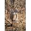 Outdoors White Tailed Deer Follow The Biological Rule  Chanhassen