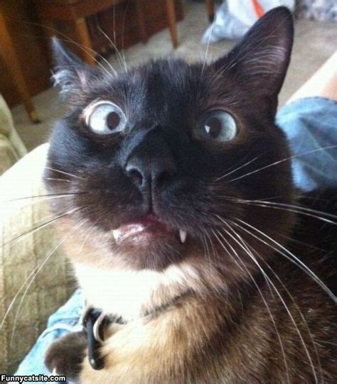 10 Best Derpy Cats Images Cats Derpy Cats Crazy Cats