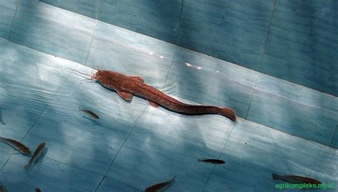 Untuk menemukan lokasi kebocoran dapat dilakukan dengan cara mengisi kolam ikan sampai penuh lalu tunggu sampai batas di mana air kolam berhenti berkurang. Cara Budidaya Ikan Lele Di Kolam Semen Agar Hasil Melimpah