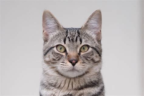 13 Amazing Facts About Grey Tabby Cats With Pictures FAQ 2022