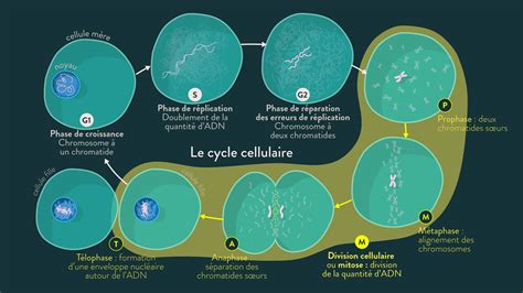Schéma Bilan Le Cycle Cellulaire Schoolmouv