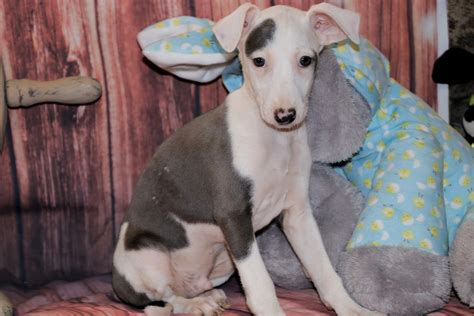 Explore 11 listings for italian greyhound puppies for sale uk at best prices. Kimberly Dildine