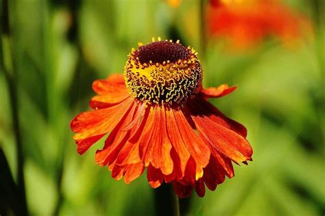 5 Fast Growing Perennials Colorful Choices That Are Quick To Grow