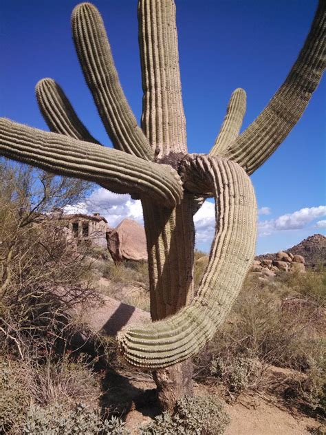 It has been the subject of many photographs, and commonly conjures up thoughts of the old west and the beauty of the southwest desert. Cowboy Kisses: Saguaro Cactus