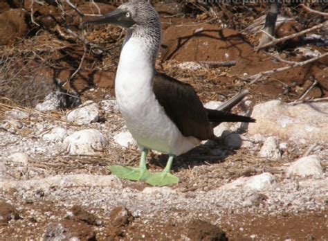 Green Footed Booby Country Wiki Fandom Powered By Wikia