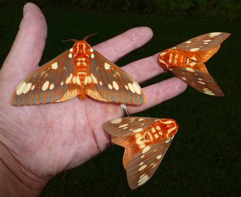 7 Things You Dont Know About Moths But Should Live Science
