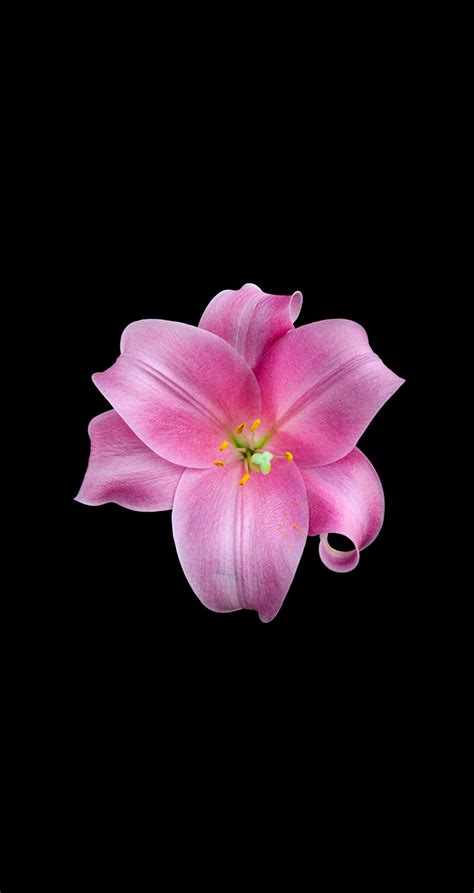 Search and download 61000+ free hd flower png images with transparent background online from lovepik. Flower iPhone Images Free Download | PixelsTalk.Net