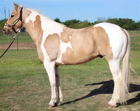 Paint Horse Palomino